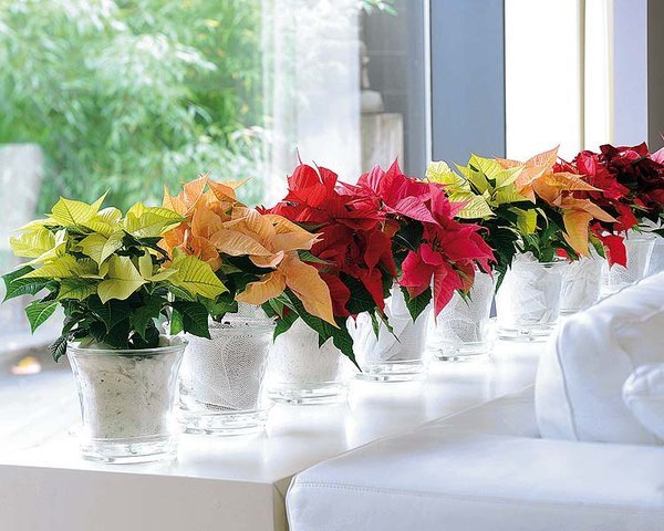 poinsettia-para-navidad_galeria_landscape.jpg